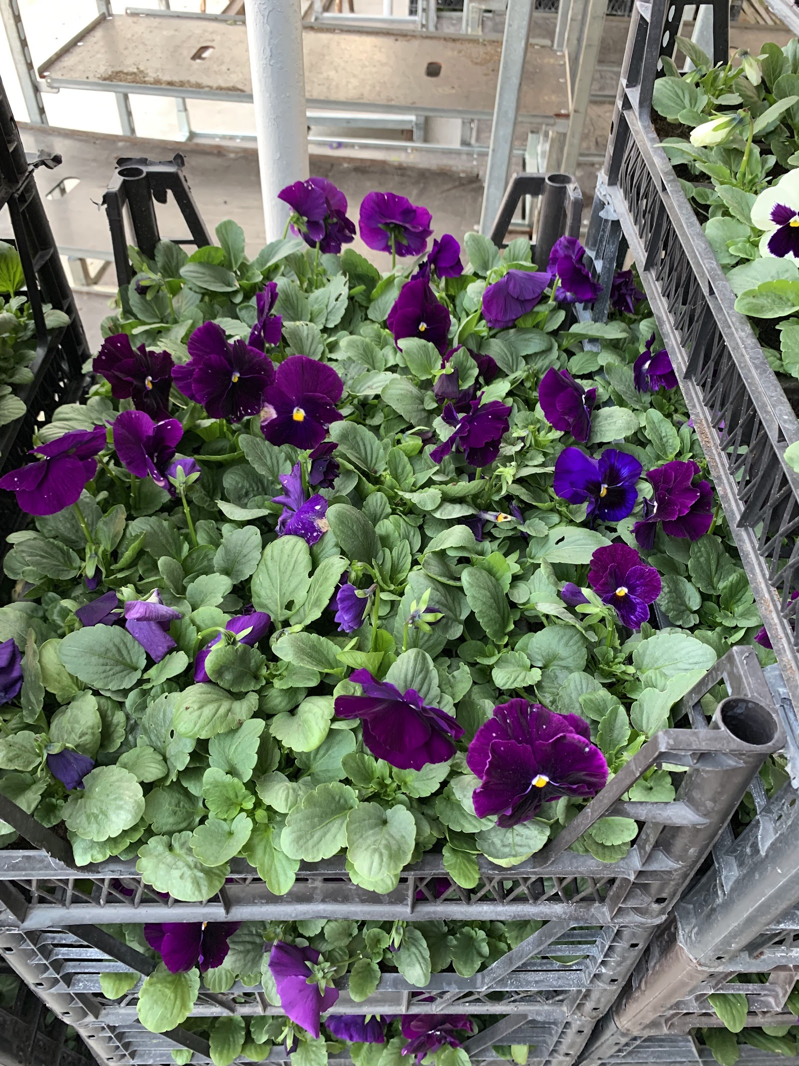 Baydemir Florist