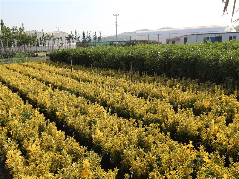 YALOVA GARDEN FOLIAGE PLANTS AGRICULTURE INDUSTRY. VE TIC. Inc.