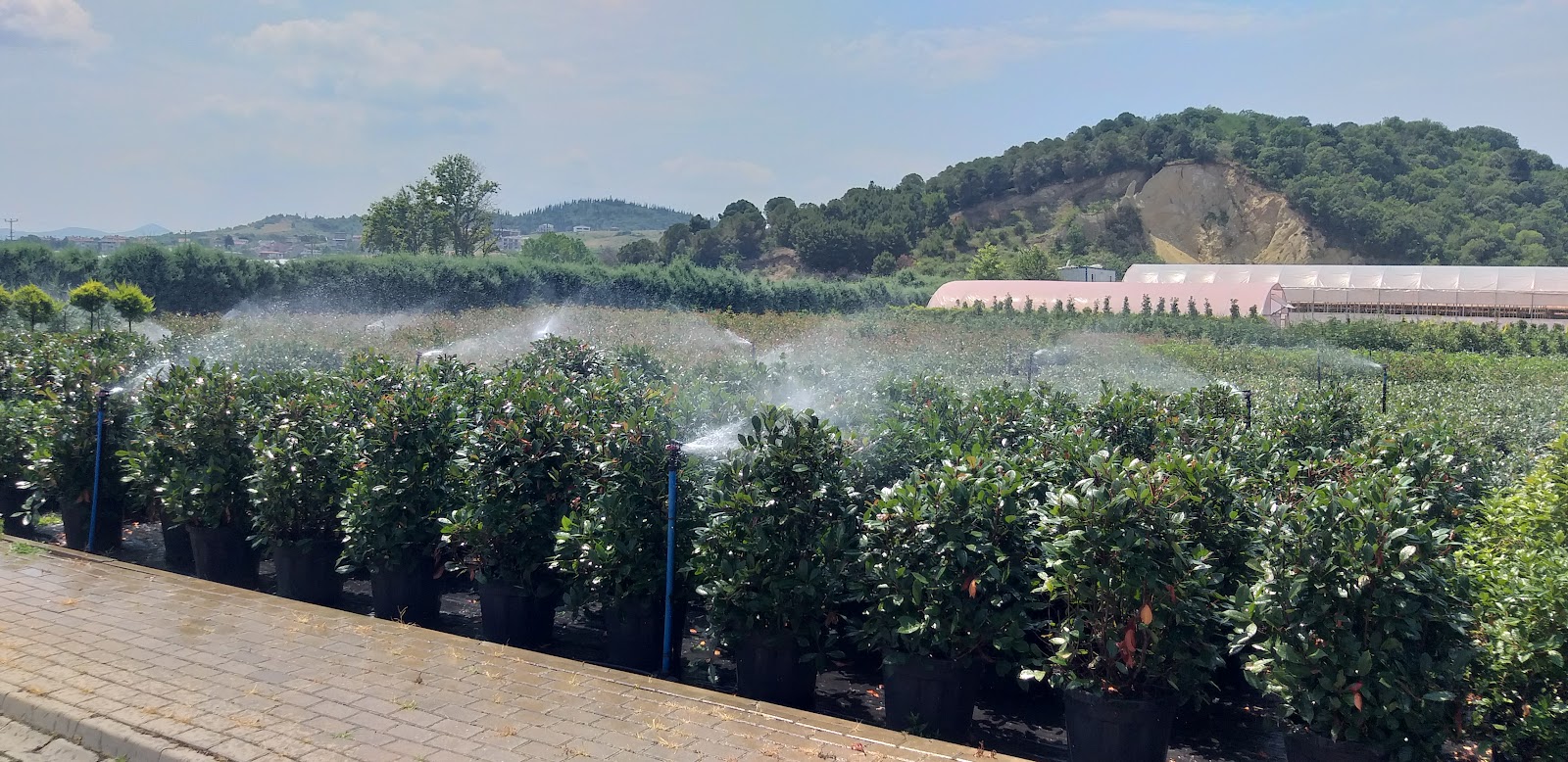 YALOVA GARDEN FOLIAGE PLANTS AGRICULTURE INDUSTRY. VE TIC. Inc.