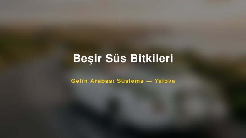 Beşir Süs Bitkileri ile Trend Gelin Arabası Yazıları ve Konseptleri